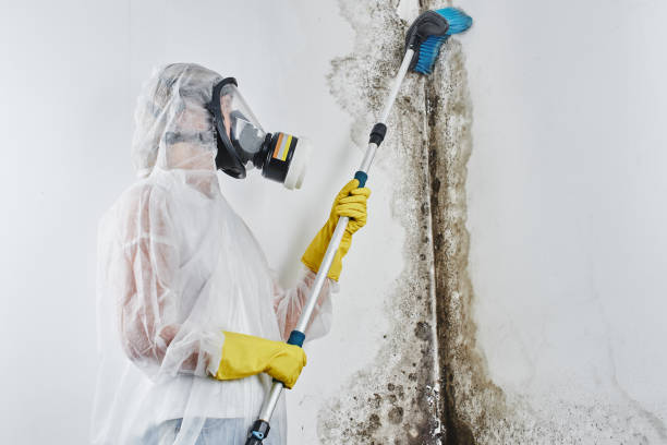Trusted Dexter, NM Mold Remediation Experts