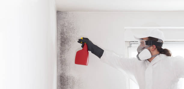 Best HVAC Mold Remediation in Dexter, NM