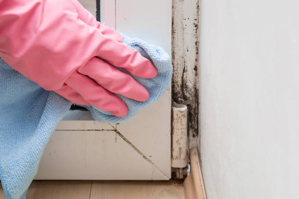 Best White Mold Remediation in Dexter, NM