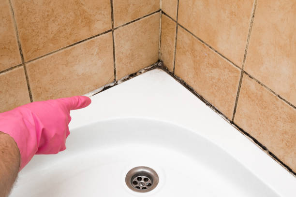 Best Attic Mold Remediation in Dexter, NM